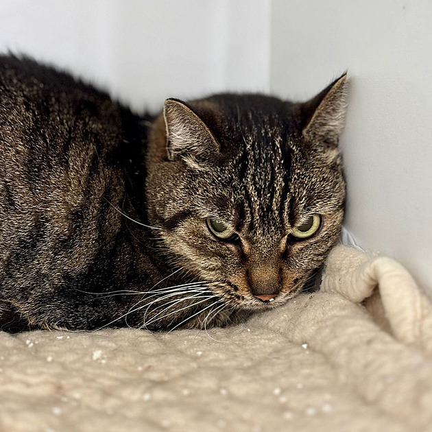 Olomouc zaplatí za kastraci koček statisíce. Chce snížit jejich počet