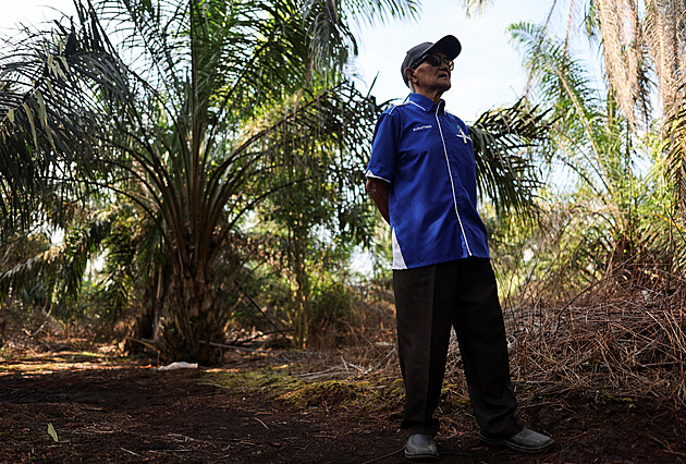 Stárnou stromy i farmáři. Budoucnost produkce palmového oleje je nejistá