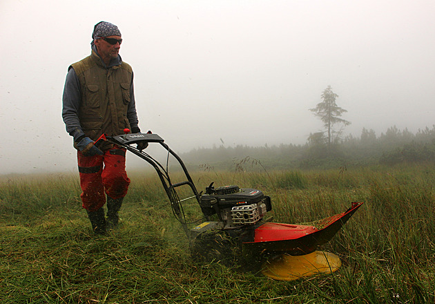 Všivec mizí z hřebenů Krkonoš. Vzácné rostlině by mohl pomoci experiment
