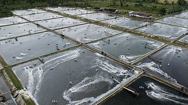 Export krevet do USA pod tlakem cel. Indonésané zaměřují pozornost na Čínu