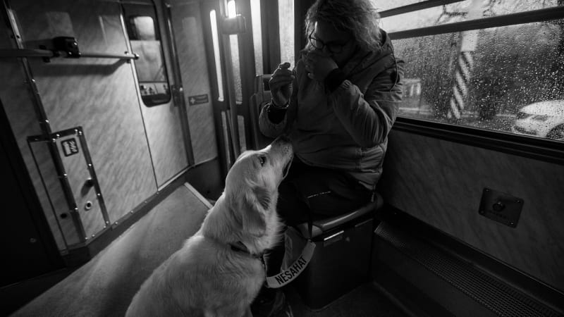 Asistenční pes není domácí mazlíček. Jak se chovat, když potkáte člověka s pomocníkem?