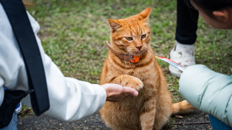 OBRAZEM: Kočičí království na Tchaj-wanu. V horském městečku žije víc šelem než lidí