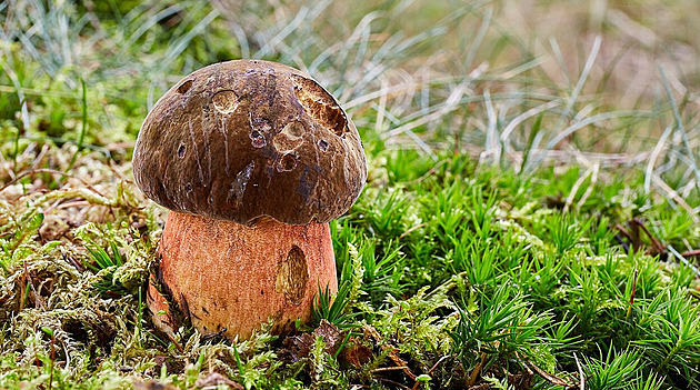 Lidé nosí plné košíky hub včetně pravých hřibů, žně teď dočasně přeruší vedra