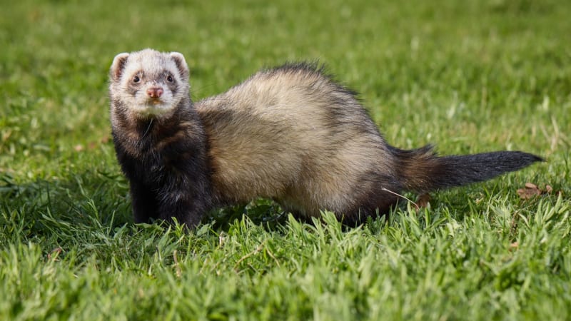 Brusel trápí přemnožené krysy. Město by do boje proti hlodavcům mohlo nasadit cvičené fretky
