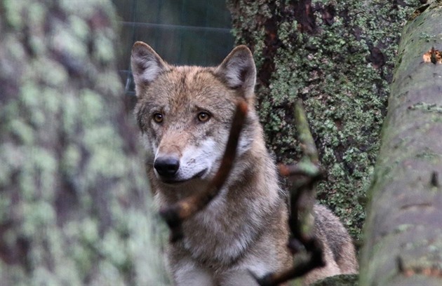 Kolem výběhu v Srní se potuluje vlk, odchyt do klece komplikují turisté
