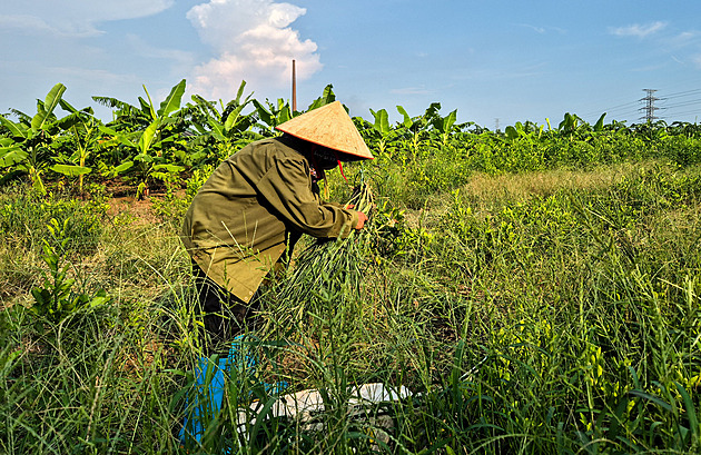 Vietnamští farmáři si zoufají. Trumpova rodina na jejich polích staví golfové hřiště