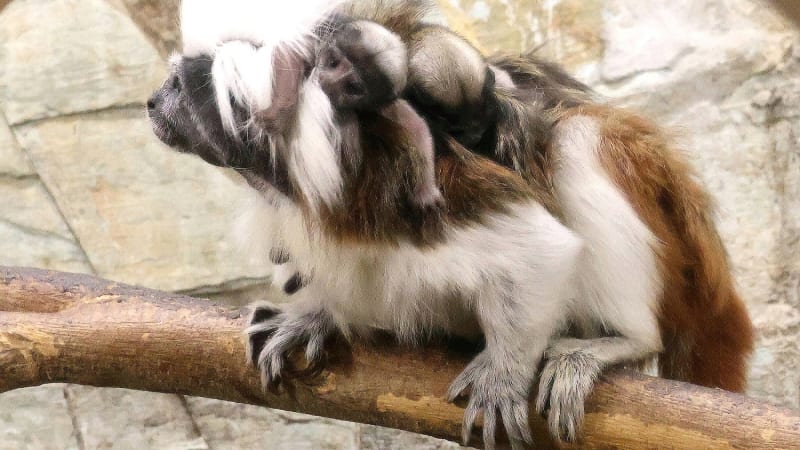 Zázrak v hodonínské zoo: Po šesti letech se tam narodila mláďata tamarínů pinčích