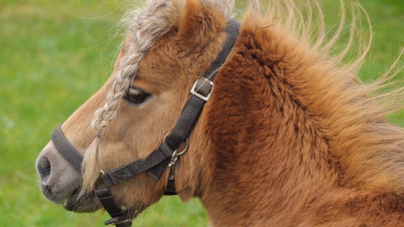 Matka dala poníka dcery pro lvy v zoo. Byl to super zážitek, řekla dárkyně dalšího zvířete