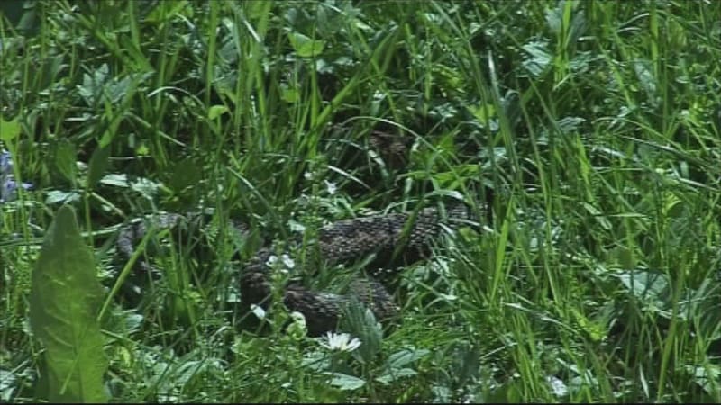 Uštknutí zmijí? Hlavní je zachovat klidnou hlavu, zaškrcení rány je mýtus