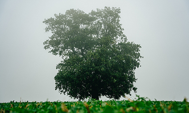 Kde zatkli farmáře Hápa, vyrostl javor. Po čtvrt tisíciletí soutěží o Strom roku