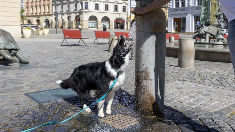 Vlna extrémních teplot brzy zasáhne Česko. MAPA ukazuje, kde budou vedra nejúmornější