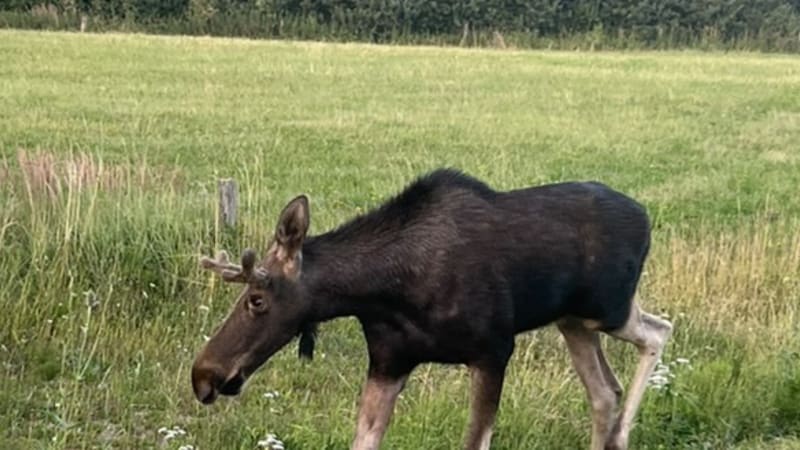 Los Lojsa zamířil na Slovensko. Záběry ukazují, jak se procházel mezi domy ve Skalici