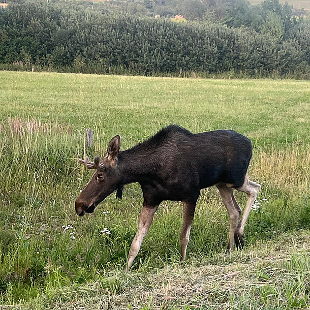Los Emil doputoval na Slovensko. Celebritu letošního léta tam lidé pronásledovali