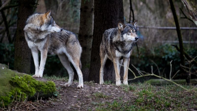 Vlci utekli na Šumavě z výběhu. Část smečky se může volně pohybovat u Srní