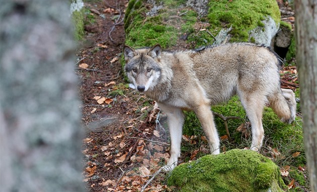U Srní na Šumavě se může pohybovat několik vlků. Park uvedl, že utekli z výběhu
