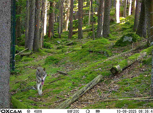 Z šumavského výběhu mohli utéct vlci. Méně plaché šelmy hledá krizový štáb