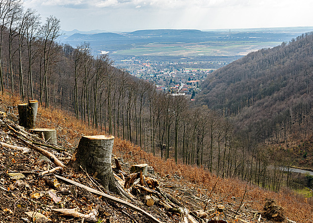 Úřady chybovaly při schválení lesních plánů v Krušných horách, míní ombudsman