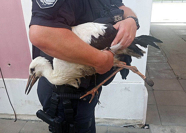 Strážníci zachraňují mláďata čápů, která nezvládla první let. Jedno vrazilo do kostela