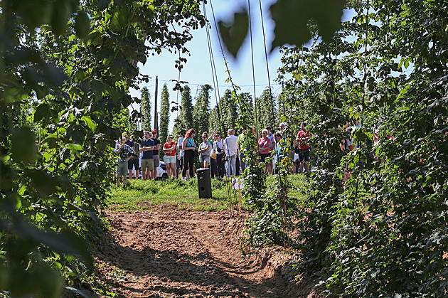 Chmelaři jsou v napětí kvůli počasí. Ohlášené tropy rostlinám neprospějí