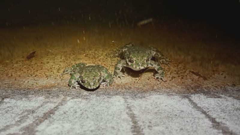Nevšední objev v Olomouci: V nemocnici žijí ohrožené ropuchy zelené. Neruší je ani bagry