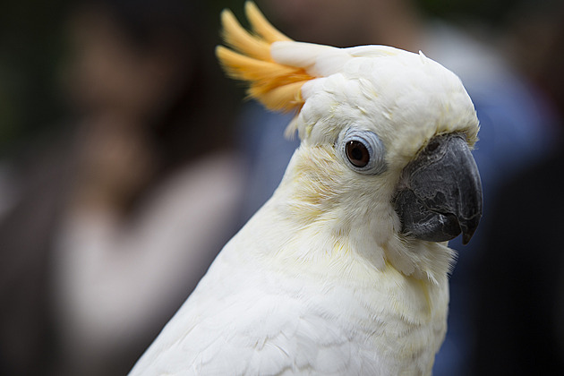 Papoušci jsou taneční mistři. Ovládají i 30 jedinečných tanečních pohybů