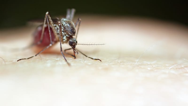 Když komáři útočí. Expert zmínil pět tipů, jak se pro ně stát méně atraktivní i bez repelentu