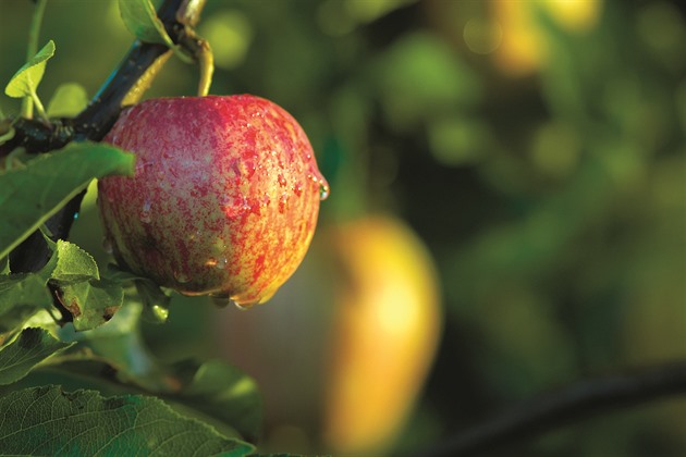 Sklizeň jablek podle odrůd. Přehled ideálních termínů pro trhání