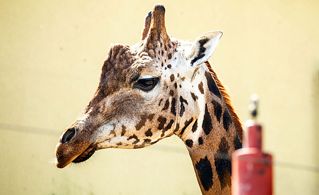 Z Liberce přijel do Ostravy žirafí samec. Mezi třemi samicemi má jediný úkol