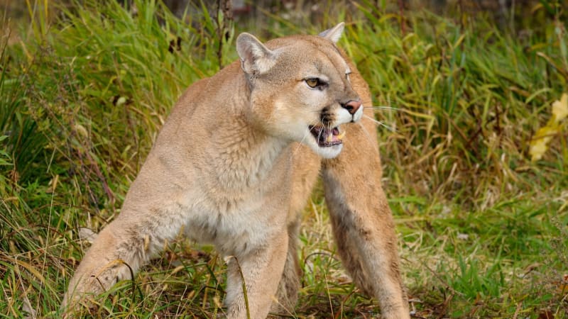 Puma v Malibu srazila 11letou holčičku a pokousala ji. Zvíře museli zahnat paralyzérem