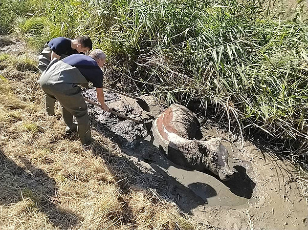Kráva zapadla po krk do bahna, vyprostili ji hasiči s lopatami a nakladačem