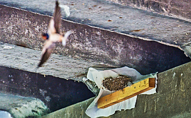 Sítě nepomohly. Demolice mostu v Břeclavi se odkládá, hnízdí na něm vlaštovky