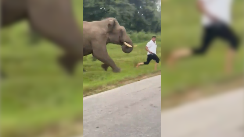 Rozzuřený slon podupal v Indii turistu, ukazují drsné záběry. Muž chtěl mít se zvířetem selfie