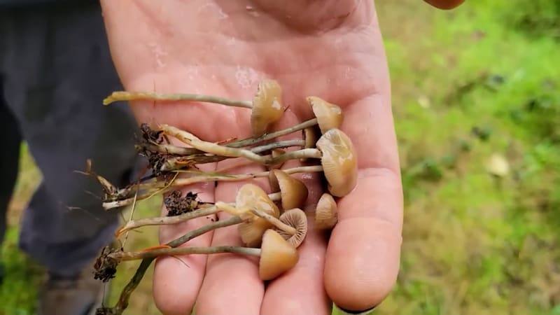 Štipeček LSD, troška „houbiček“. Mikrodávkování je nebezpečný trend, experti před ním varují