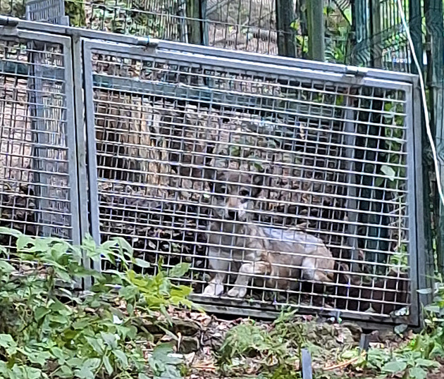 Vlčici, která několik dní pobíhala kolem výběhu v Srní, odchytili zoologové