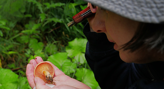 Houbaři si pochvalují pestrou sezonu. Ale do lesa si pospěšte, radí mykolog