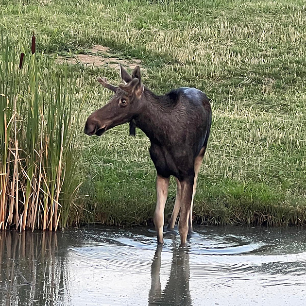 Los Emil je zpět v Česku a bojuje s vedrem. Musí do vody, míní zoolog