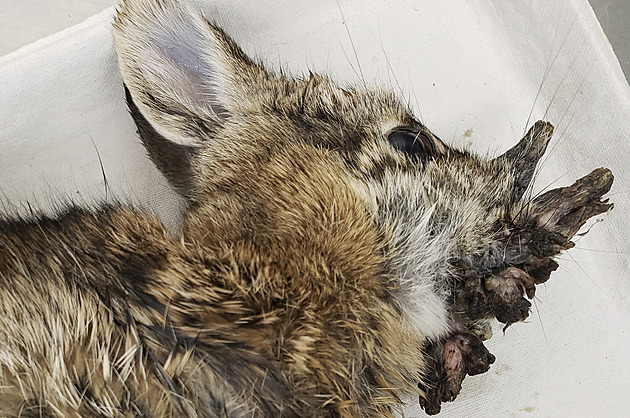 Chapadla a rohy jako z hororu. Americké králíky napadl bizarní virus